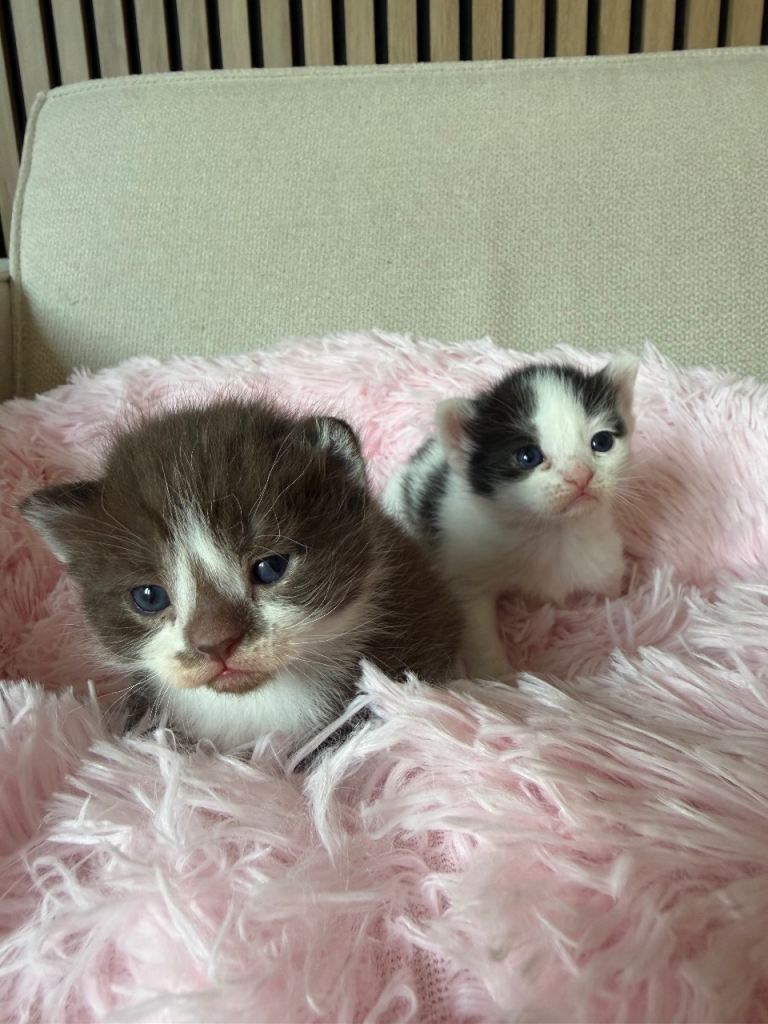 Devon Rex Teddy Bear kittens