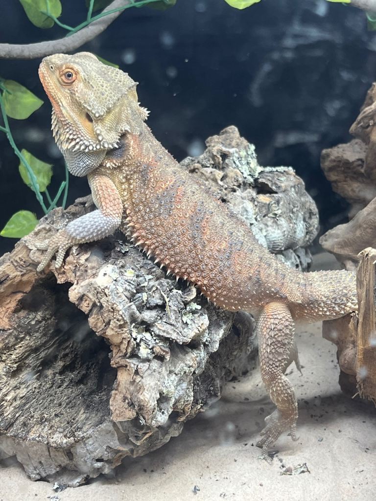Bearded dragon and full set up