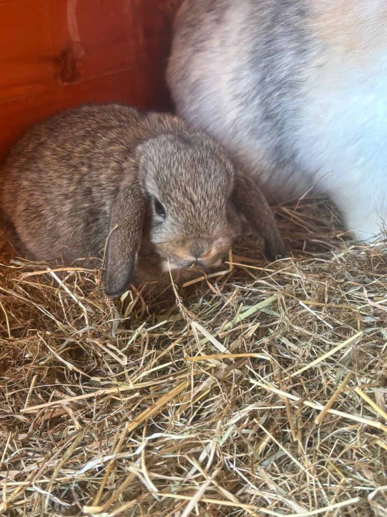 Mini lop babies