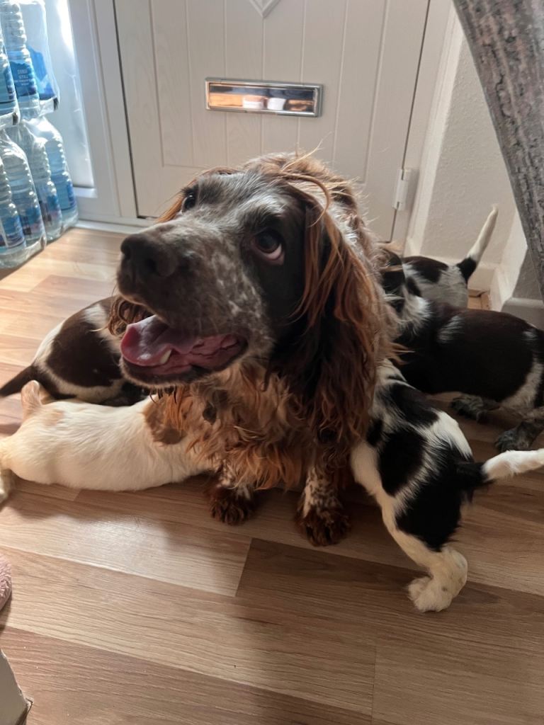Show Type Cocker Spaniel Puppies