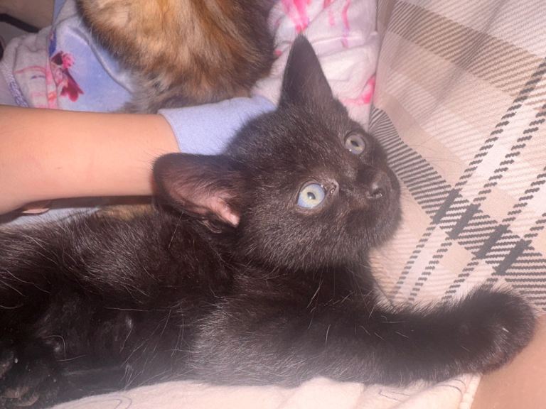 beautiful black kitten