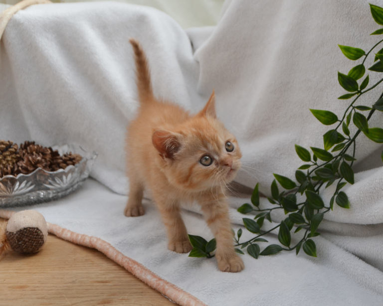 Gorgeous Persian Kittens (ONLY 1 LEFT)