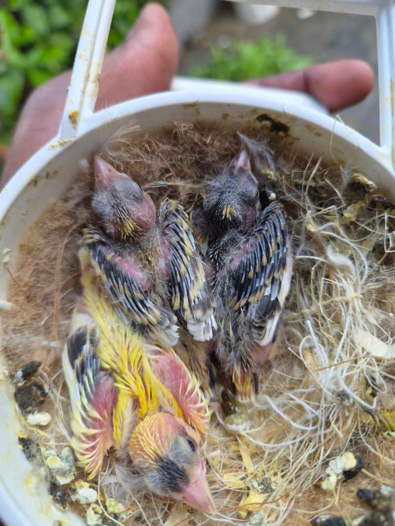 Raza canaries for sale