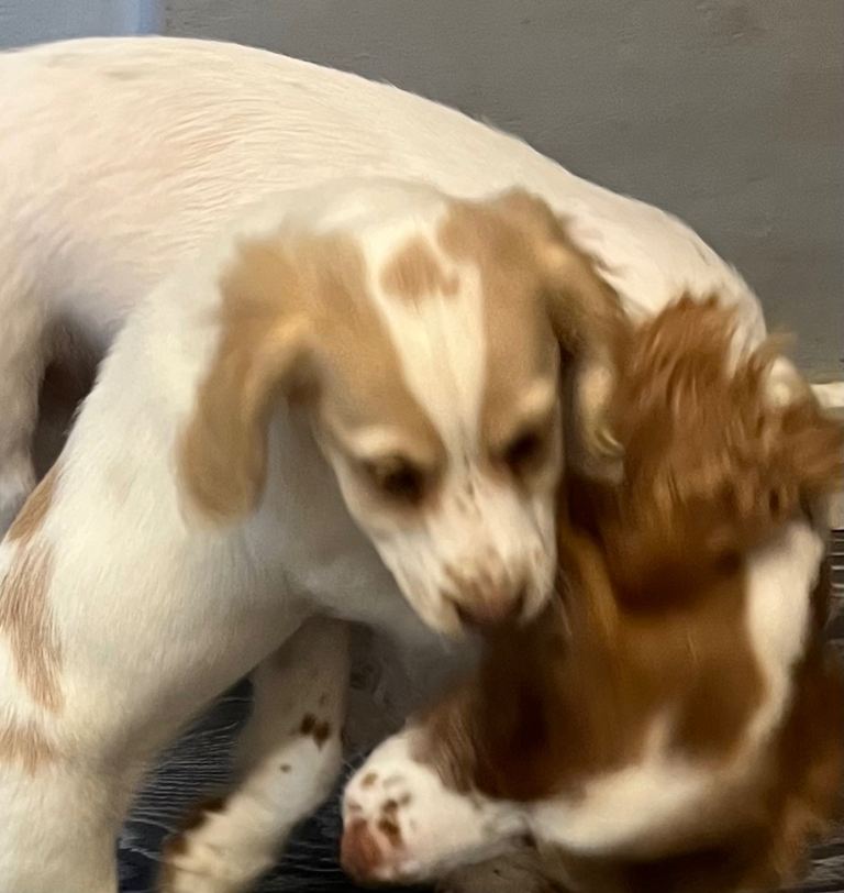 Cocker Spaniel Puppies for Sale