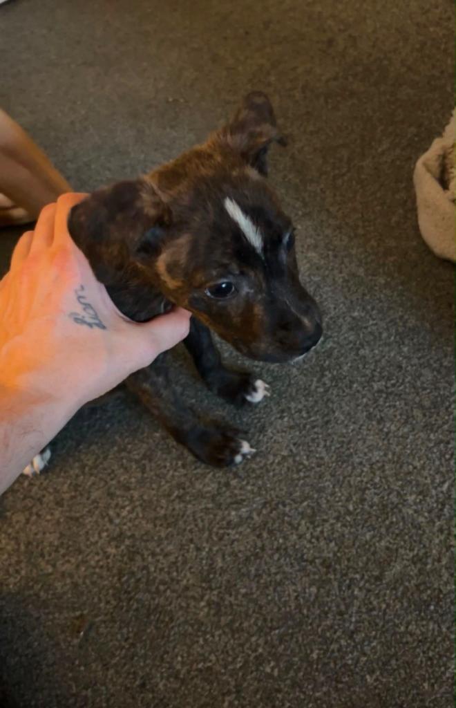 Staffy cross 