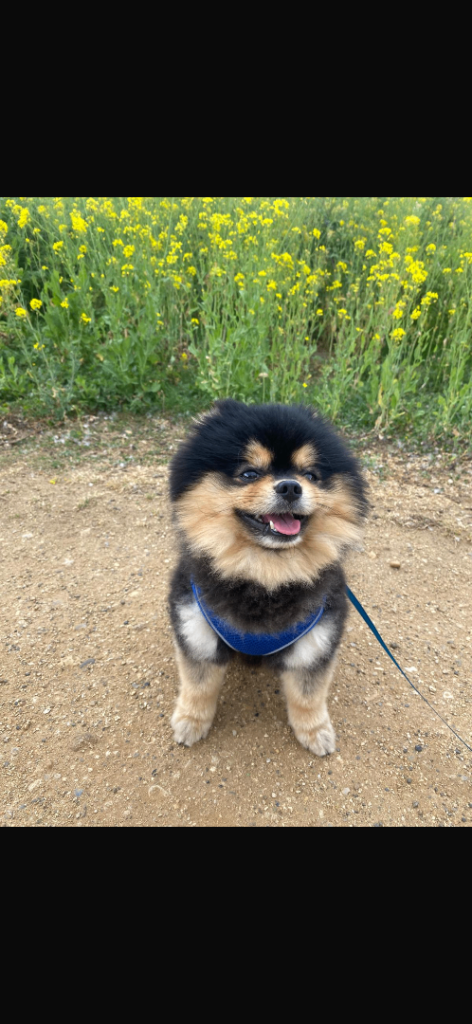 Adorable Teddy Bear Pomeranian for Sale
