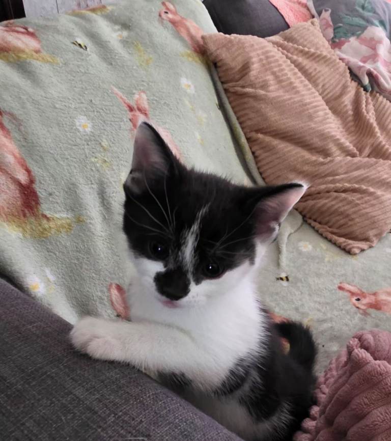 BENGAL MIX KITTENS