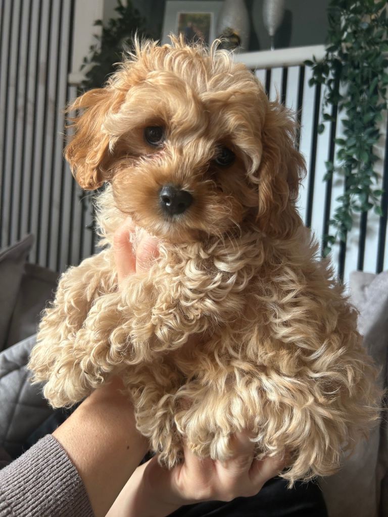 Cavapoo puppies 