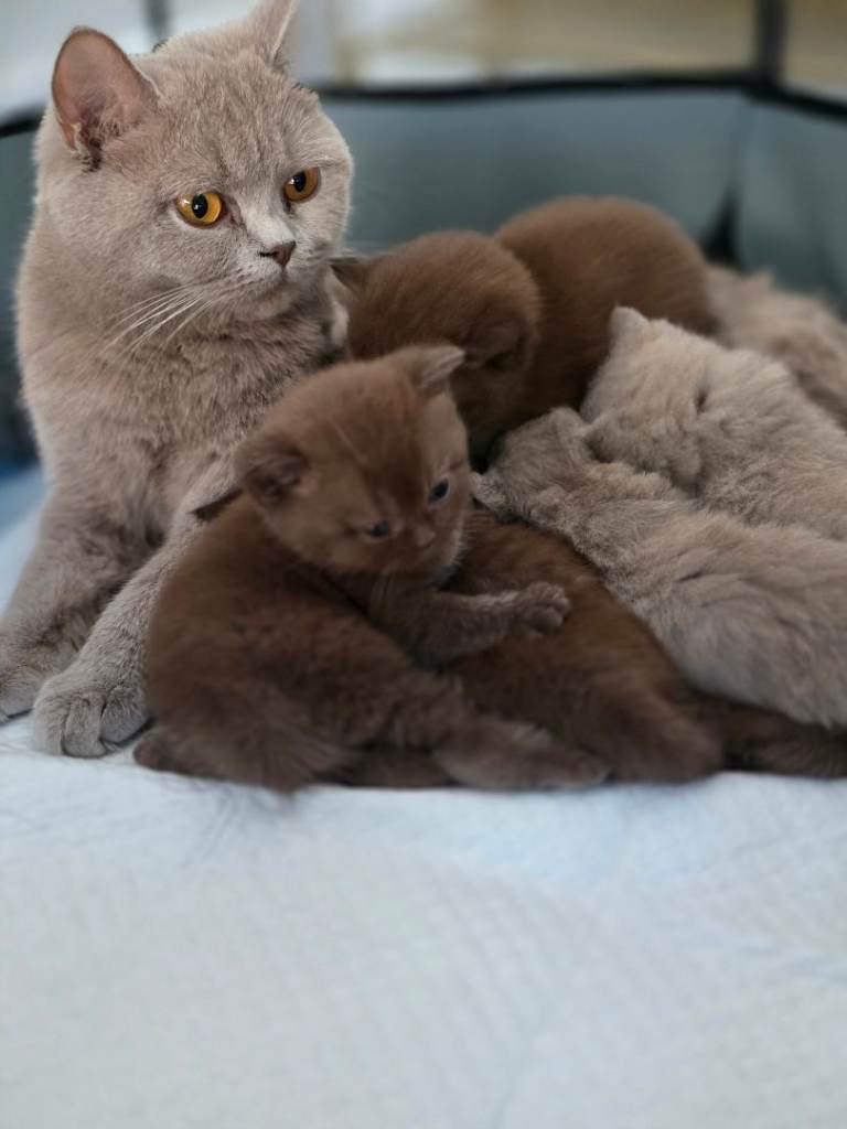 Beautiful British Short and Longhair Kittens– Cinnamon,  Chocolate & Lilac – Ready to Reserve