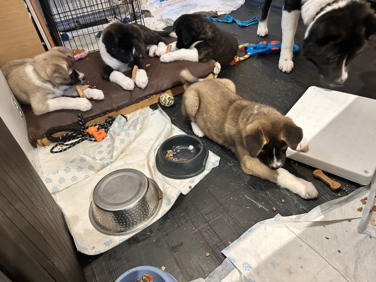 Akita Puppies 