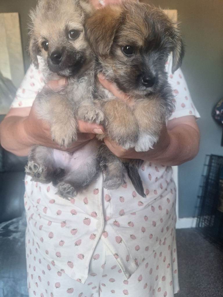 Puppys 