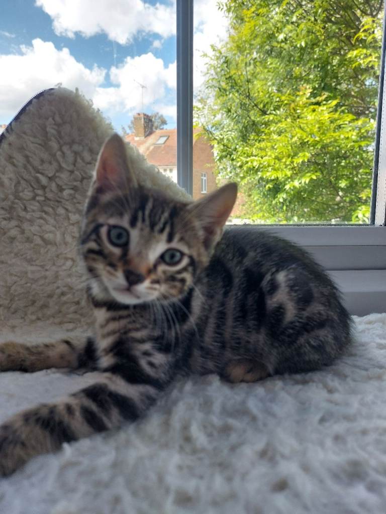 ONE BOY LEFT 💙READY NOW 🧡💚💙HALF BENGAL mixed X tabby KITTENS💙💚🧡