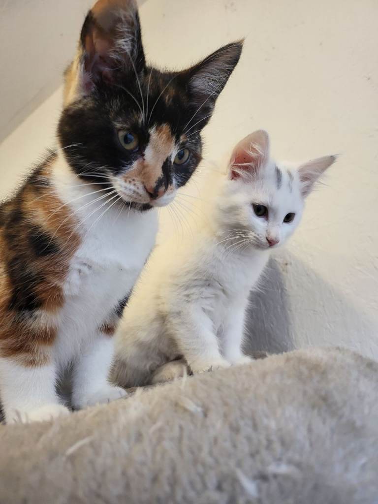 3 Beautiful 9-Week-Old Female Kittens Looking for Forever Homes!
