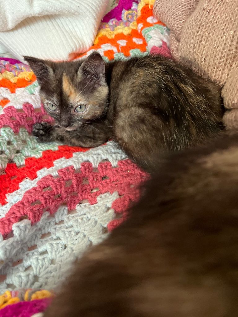 Delightful female singleton kitten for sale