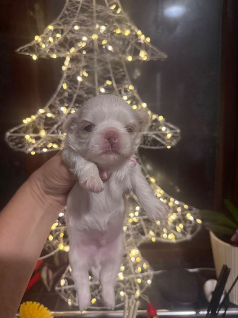 Imperial Shih Tzi Puppies