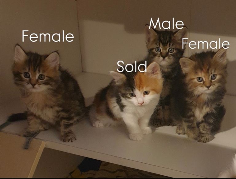 Fluffy Cute Kittens – Playful & Healthy – 