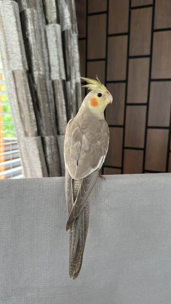 Cockateil M 5 months hand tamed