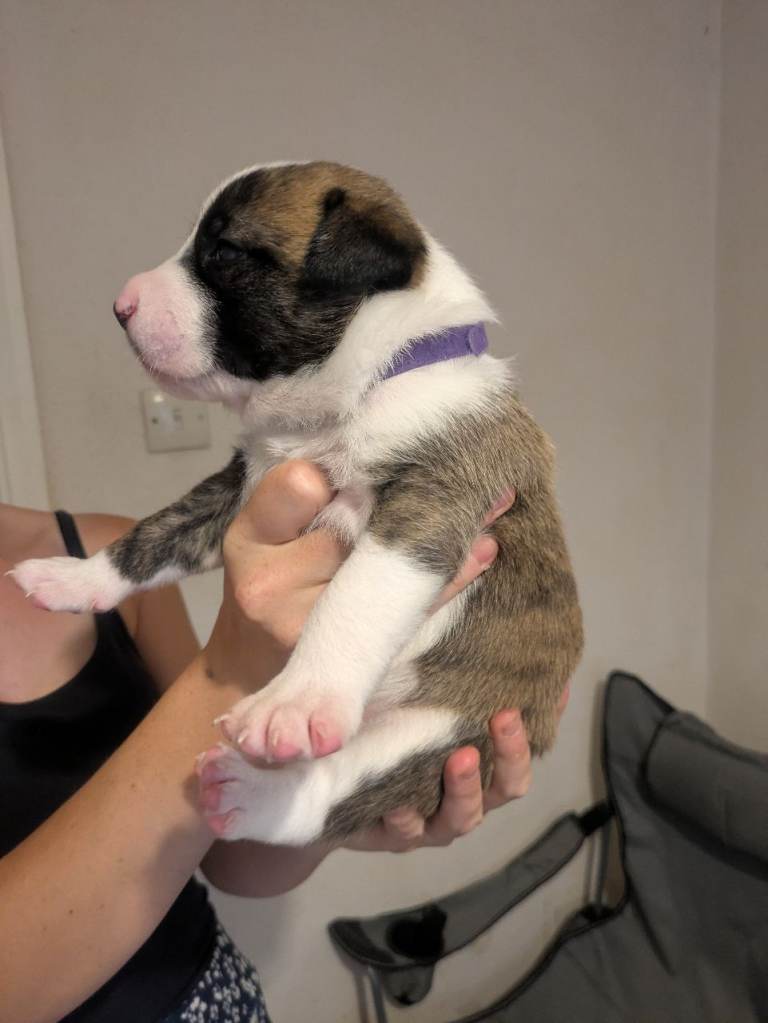 Rare Bull Herder puppies for sale 
