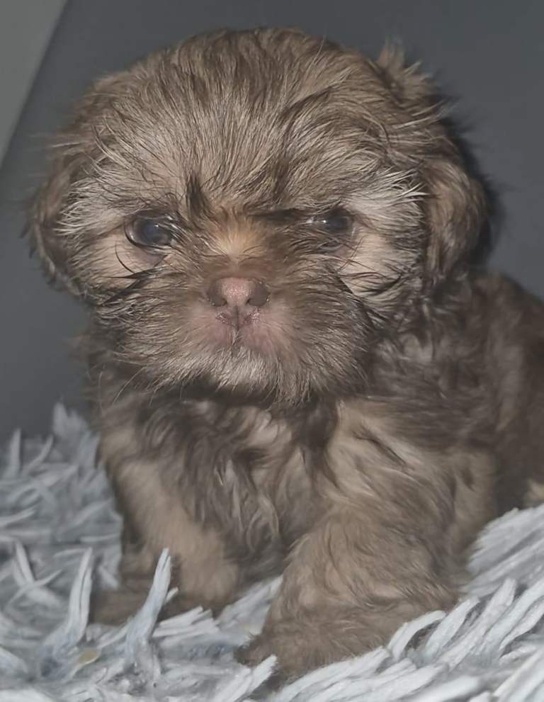 Imperial Shih tzu- Two Beautiful girls left ❤️ 