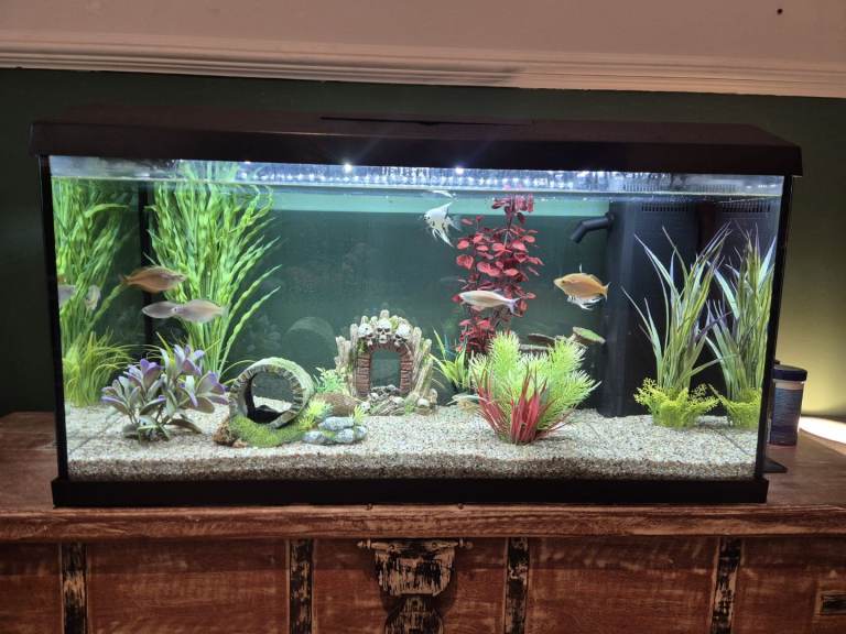 Fish tank