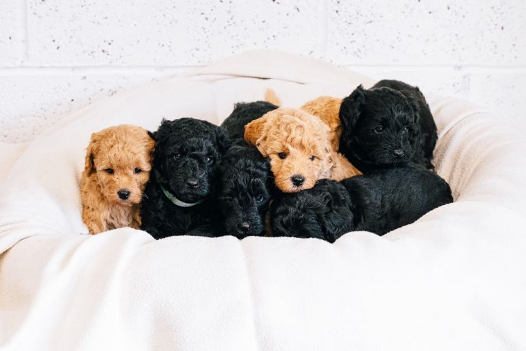 Mini labradoodle puppies 