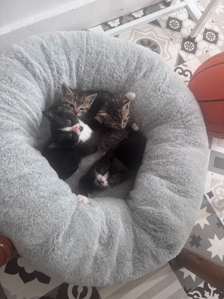 Beautiful kittens looking new home 