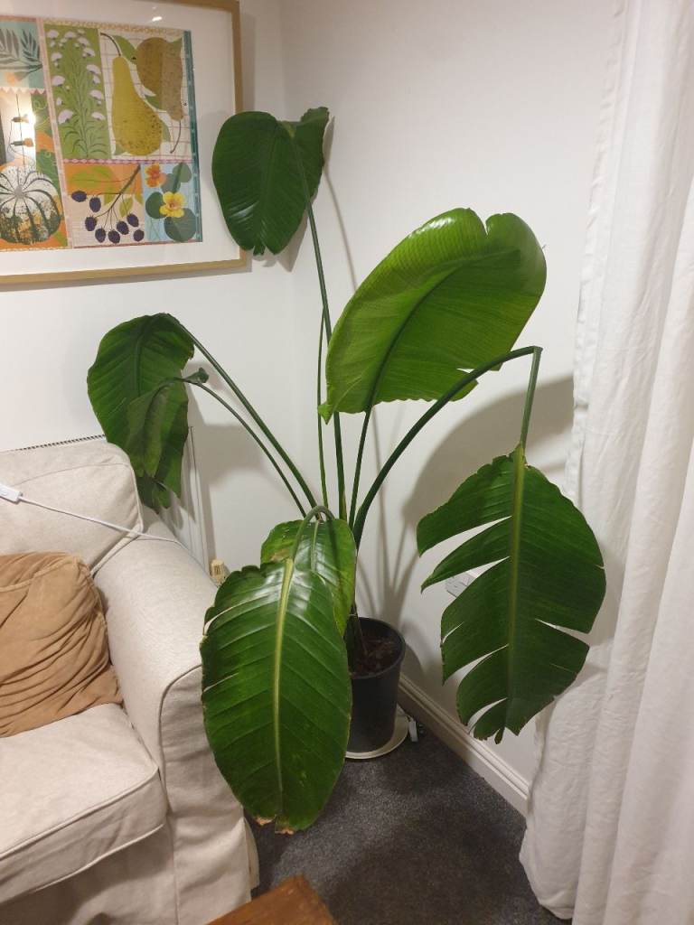 image for Large Paradise Plant