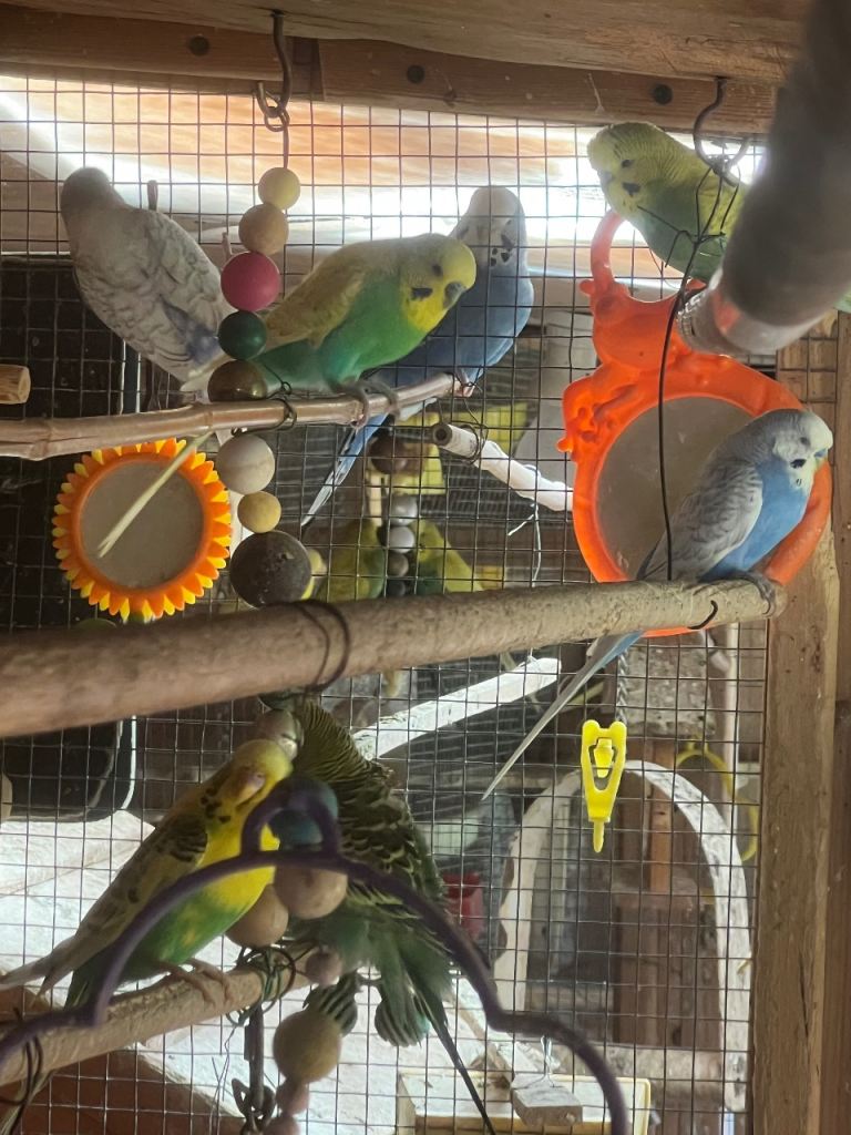 Budgies 