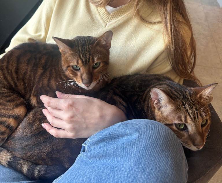 New Home for Toyger Sisters