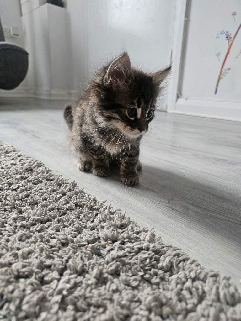 Kittens (£50 each)