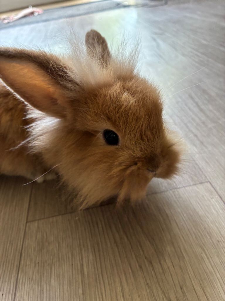 Baby rabbits