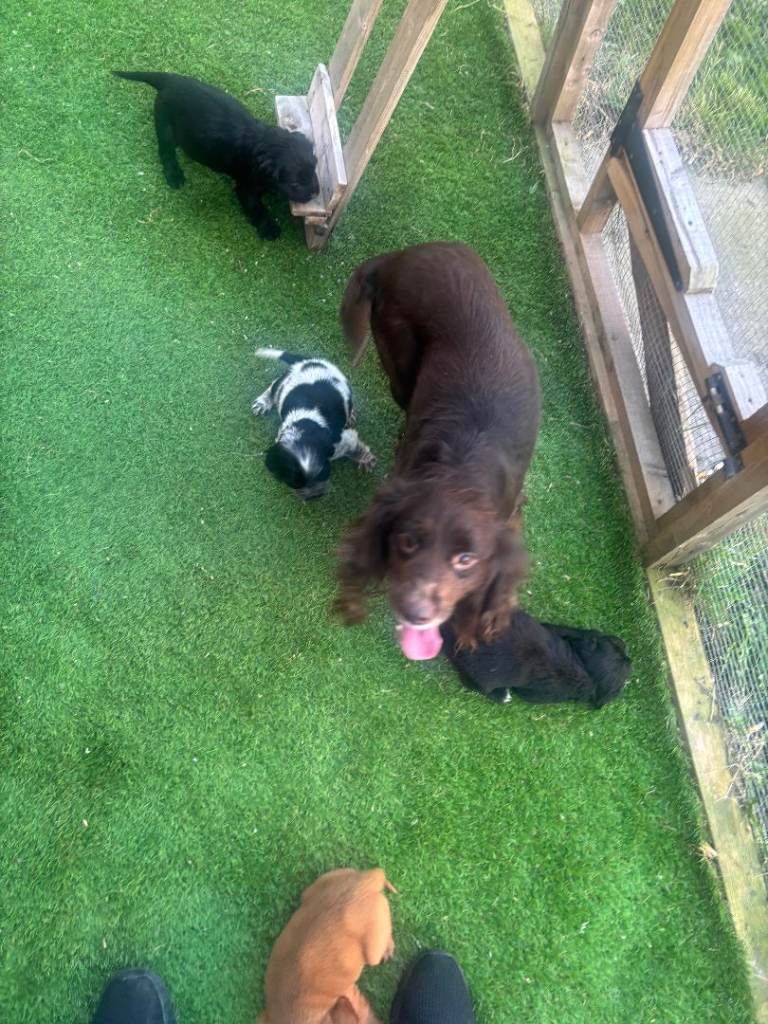 cocker spaniel puppies