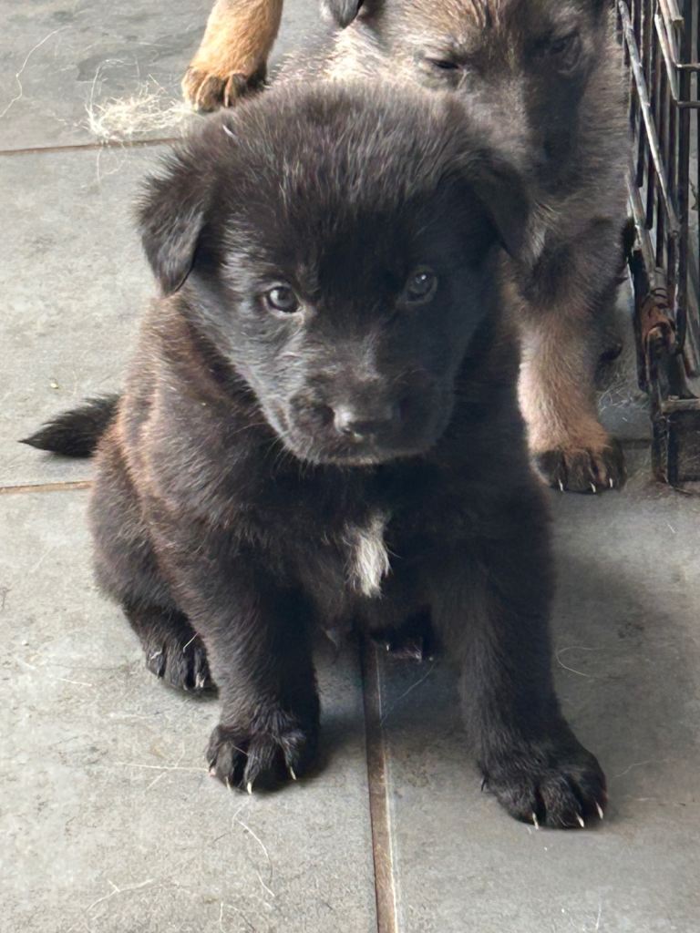 Gsd x puppies for sale 