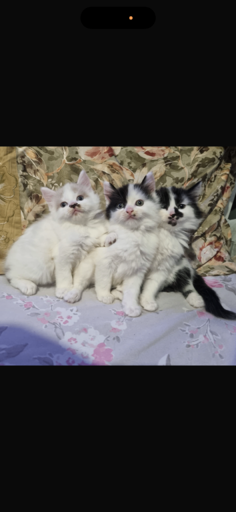 Kitten for sale