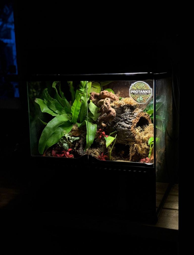 Bioactive Terrarium