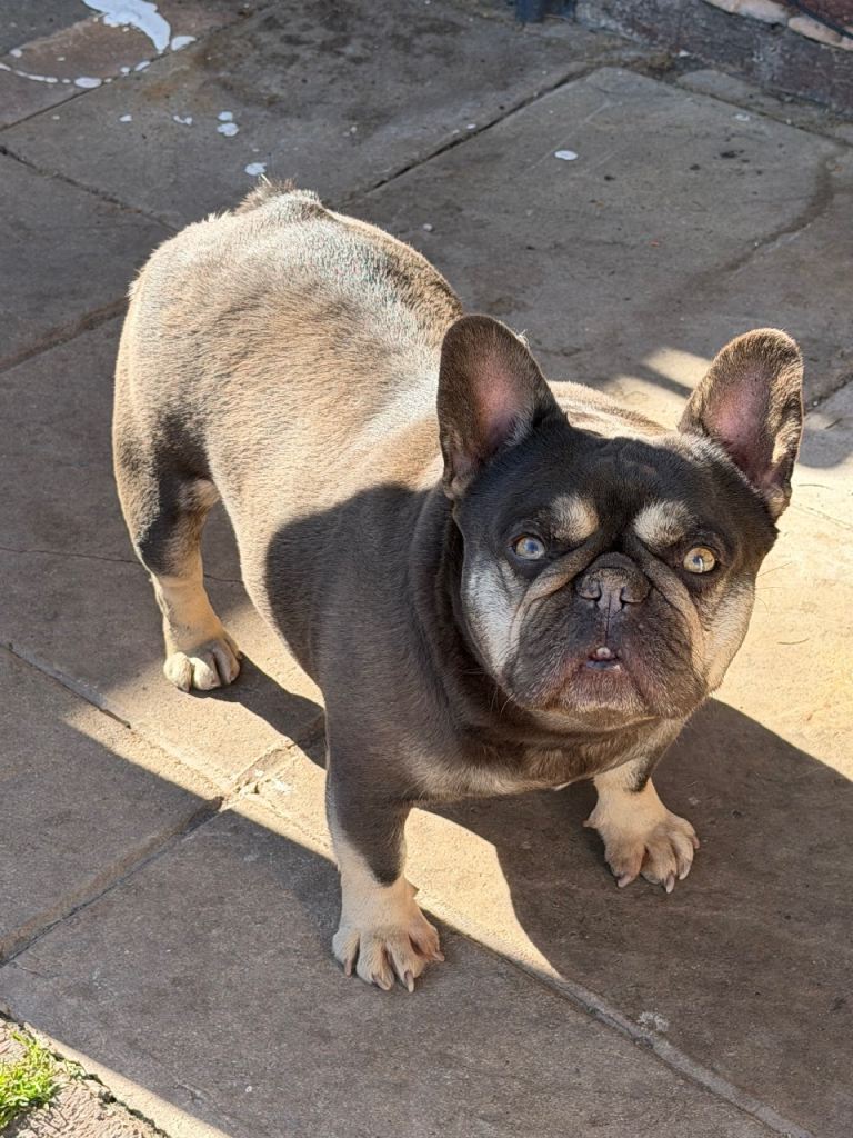 French Bulldog