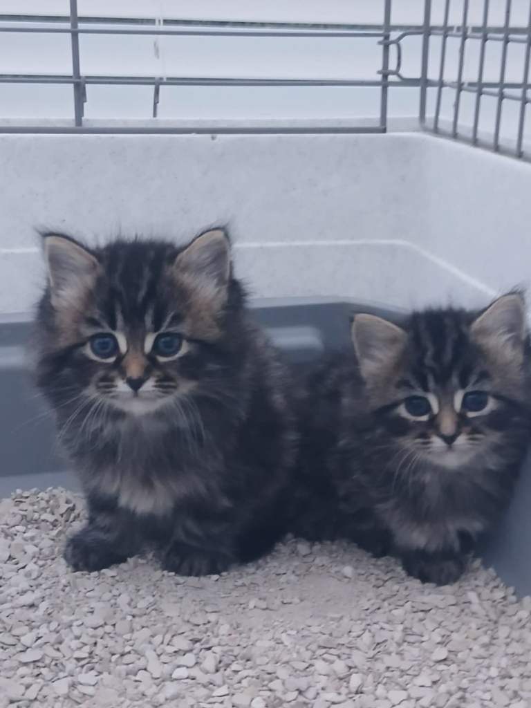 Maine coon and Russian Blue cross kittens 