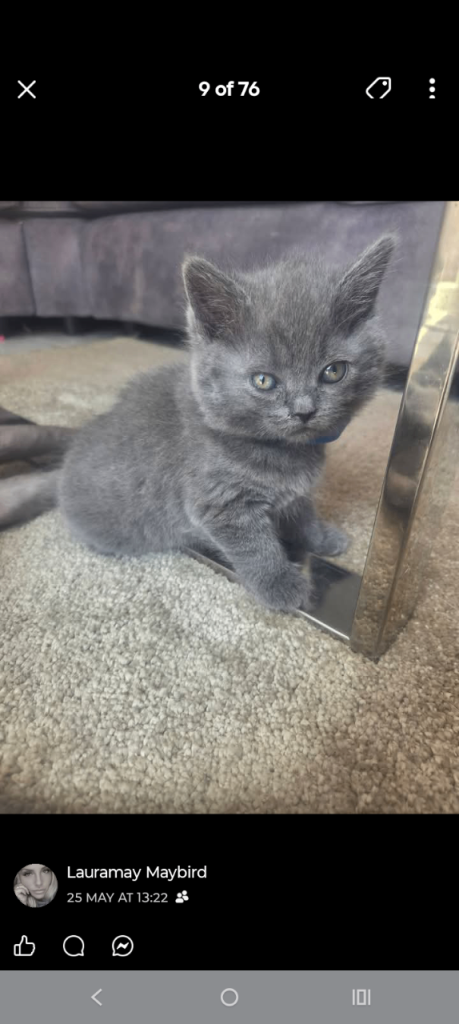 British blue kittens 1 boy 1 girl 