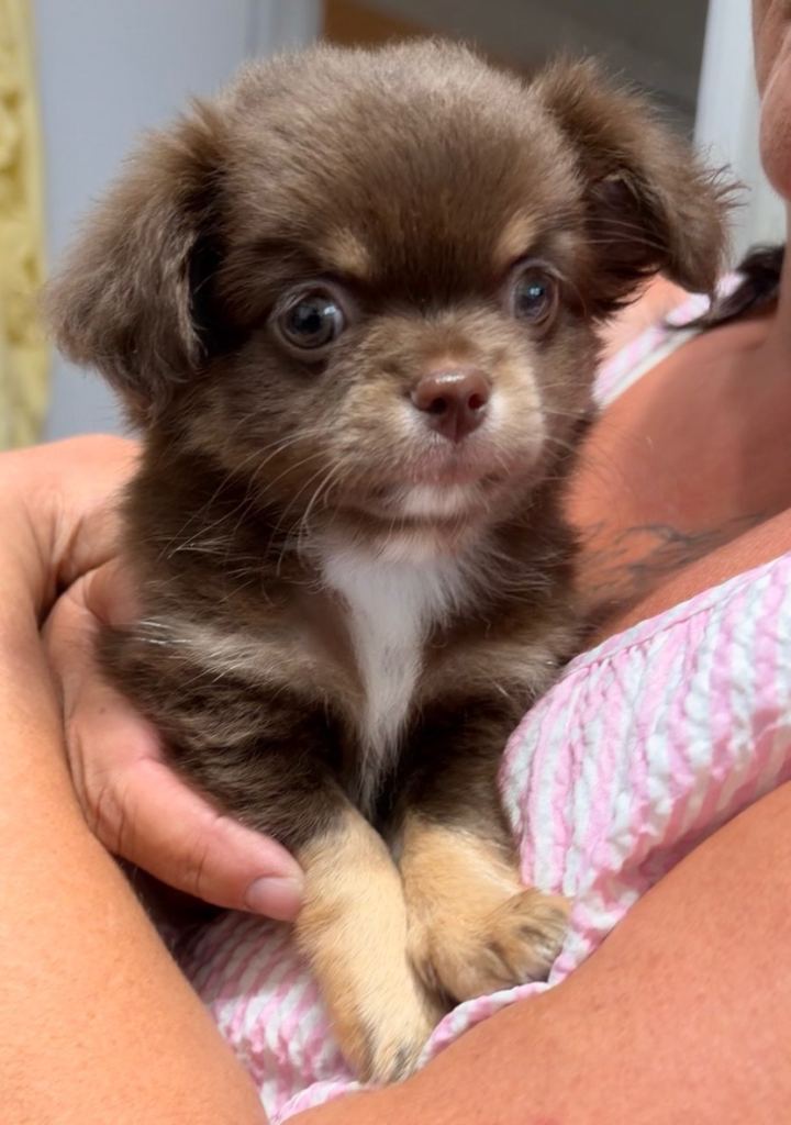 Chocolate & tan chihuahua puppy’s 