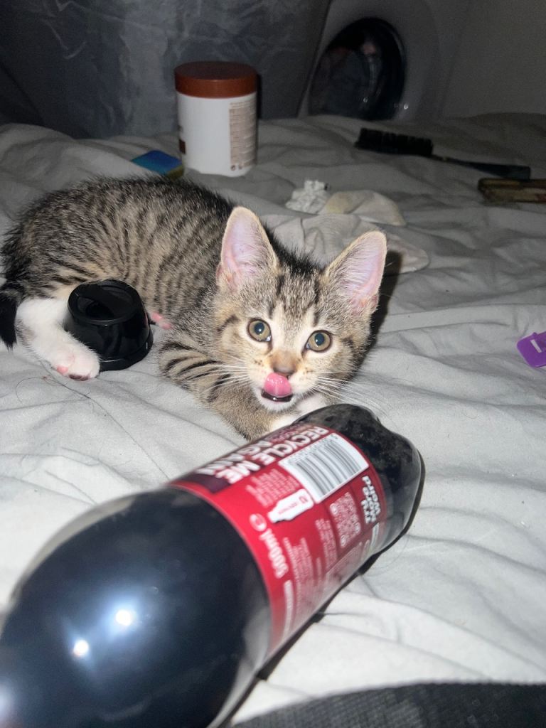 Bengal X Tabby Kitten For Sale