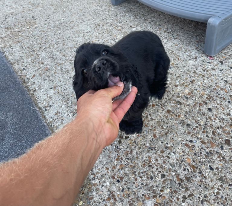 Adorable American Cocker Spainel Pup 