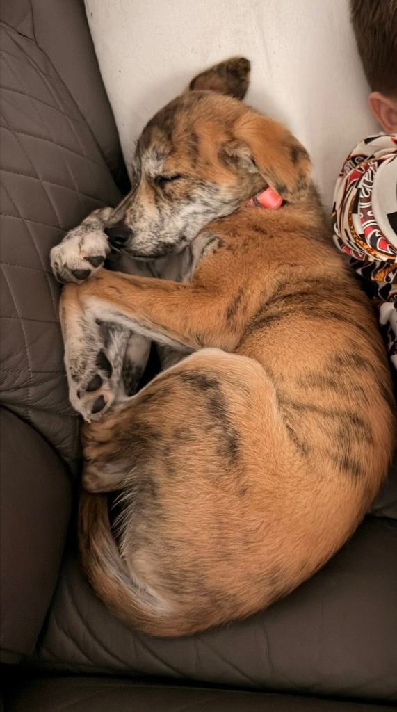 Lab x Akita 5 months old female 