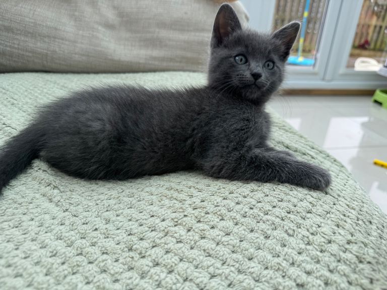 Siamese Russian blue kittens 