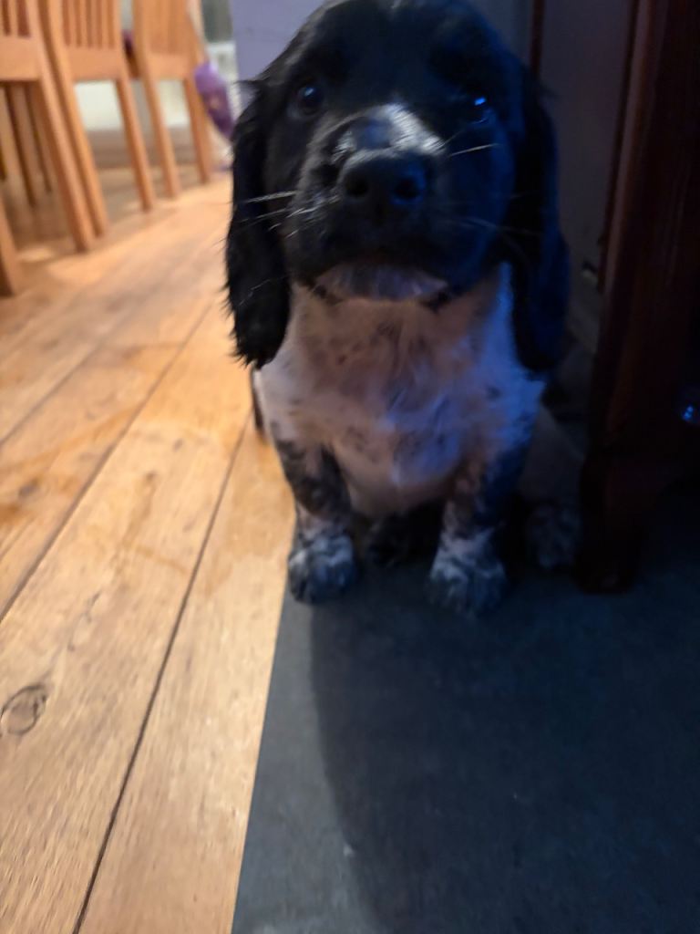 6 Beautiful Sprocker Spaniel Puppies – 7 Weeks Old – Ready Soon