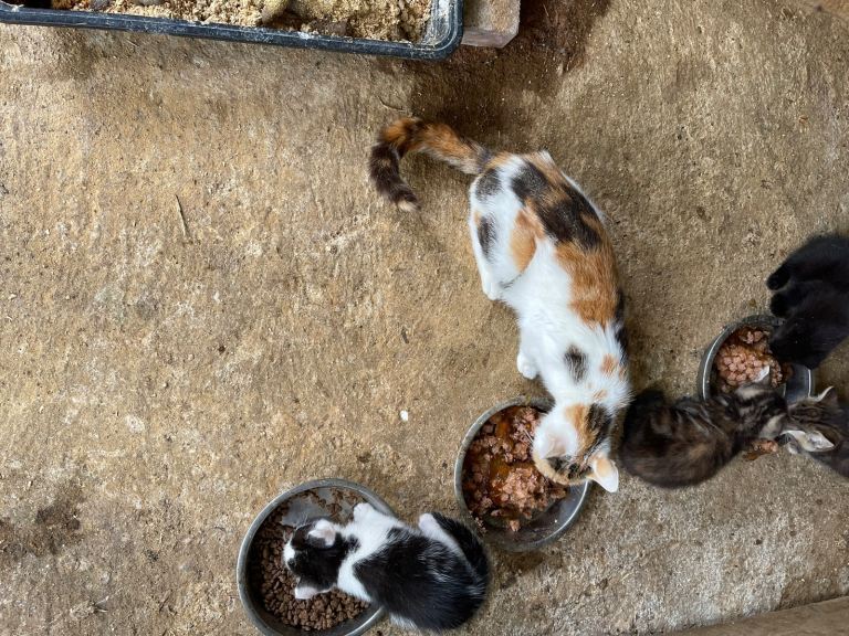 Beautiful kittens
