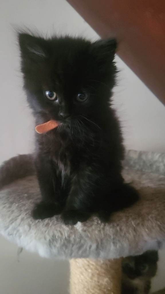 British Longhair Kittens - 3 left