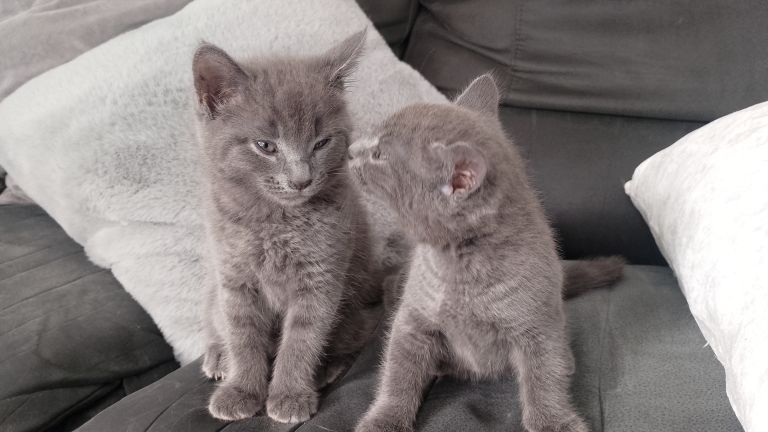 1boy 2 girl blue /grey British short hair cross x ready now