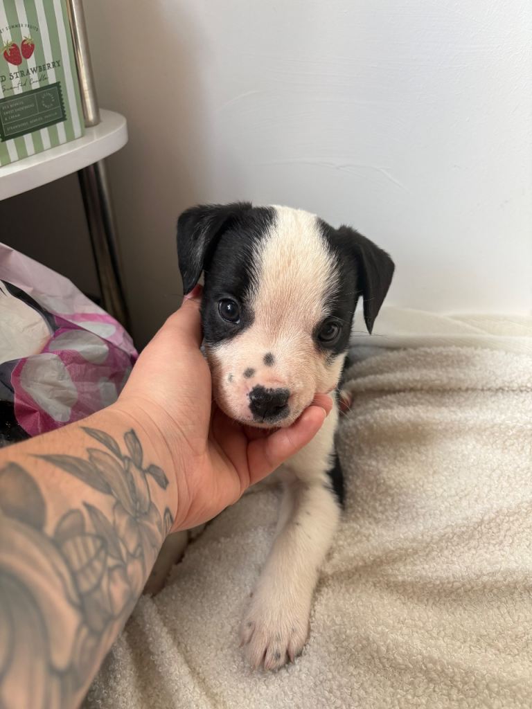 ONLY 1 left!! Collie X puppies 