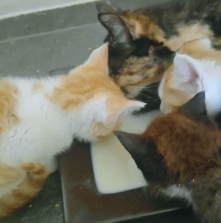 6 kittens, Calico, Tuxedos, one black one chocolate, one black and white, two white and ginger boys