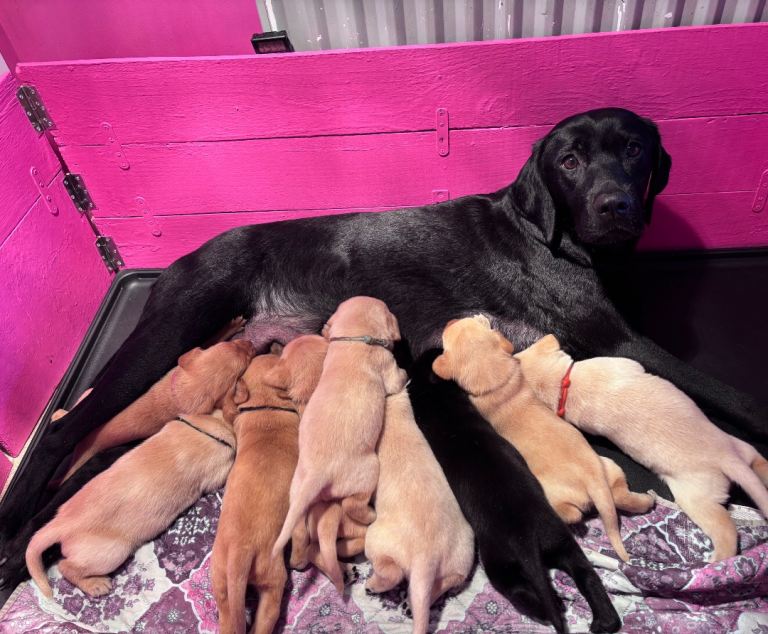READY NOW 1 boy left - beautiful Labrador puppies 